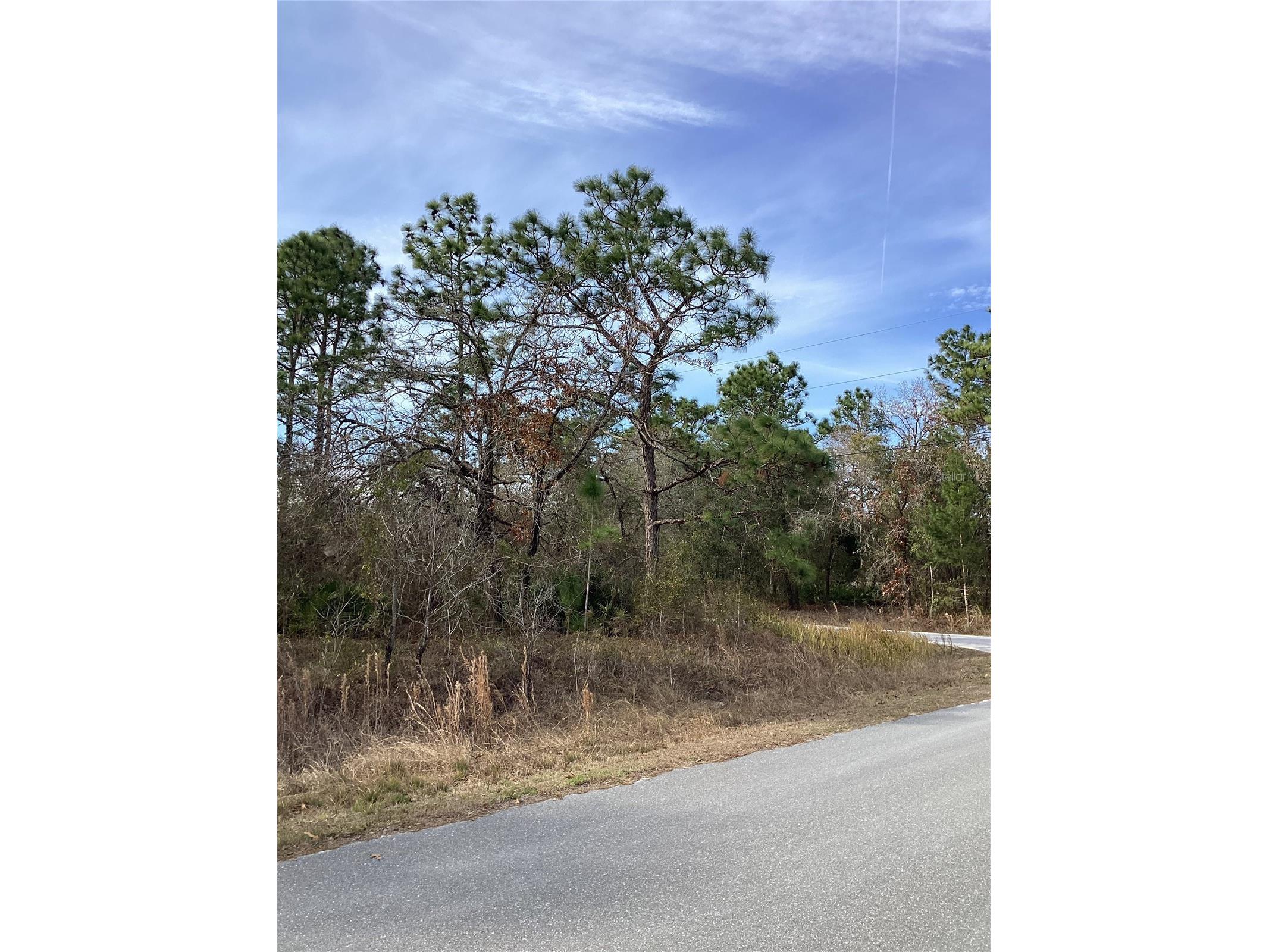 12449 Indigo Bunting Weeki Wachee FL 34614 TB8471305 image4
