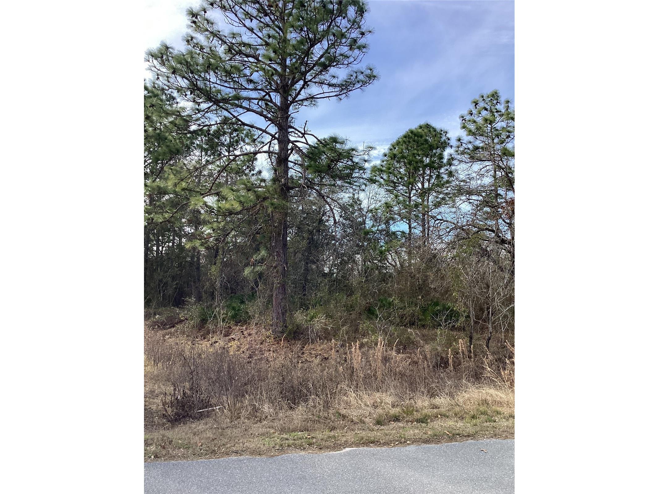 12449 Indigo Bunting Weeki Wachee FL 34614 TB8471305 image5