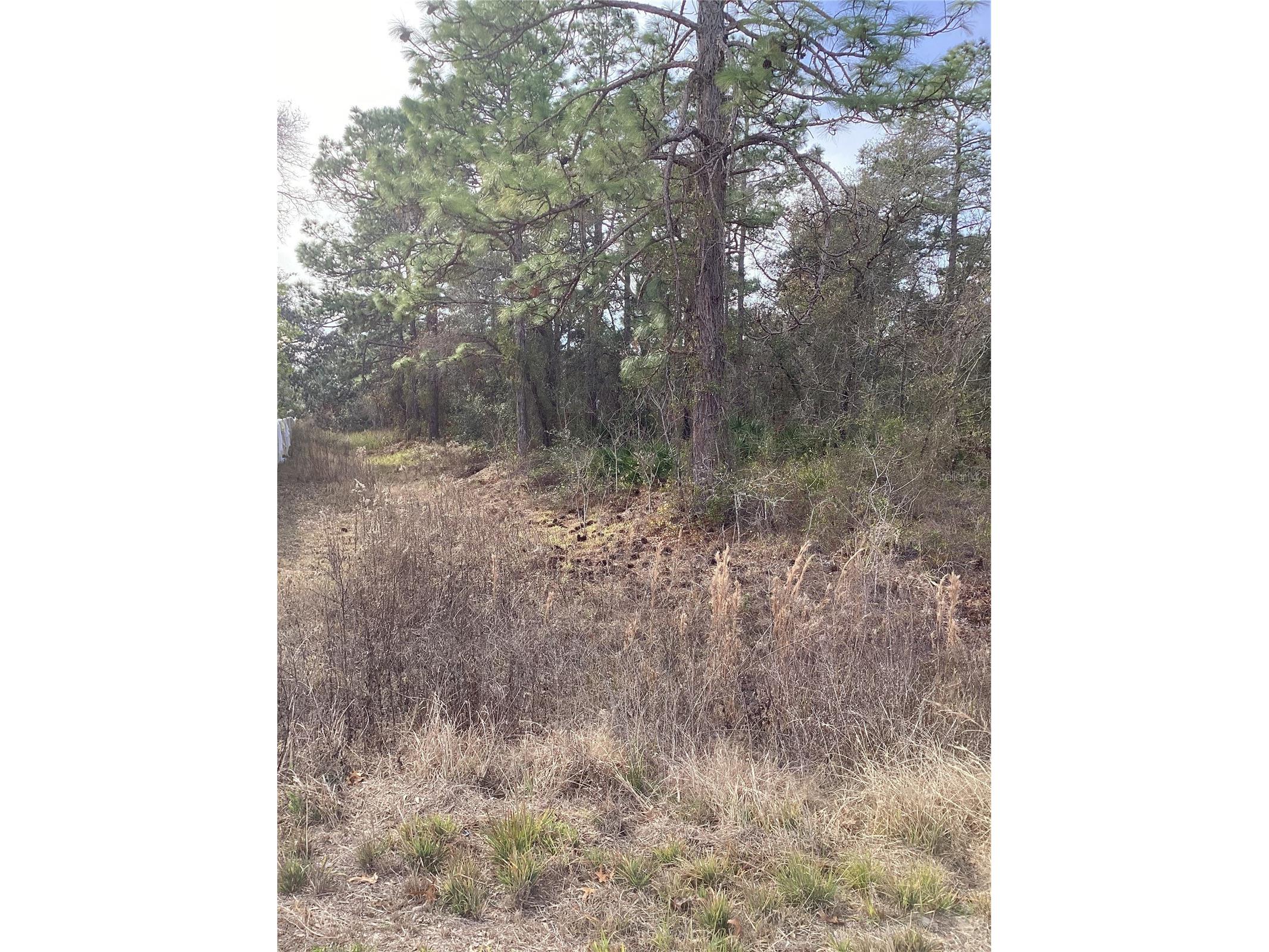 12449 Indigo Bunting Weeki Wachee FL 34614 TB8471305 image6