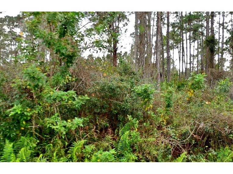 Jacaranda Avenue North Port FL 34291 A4689164 image3