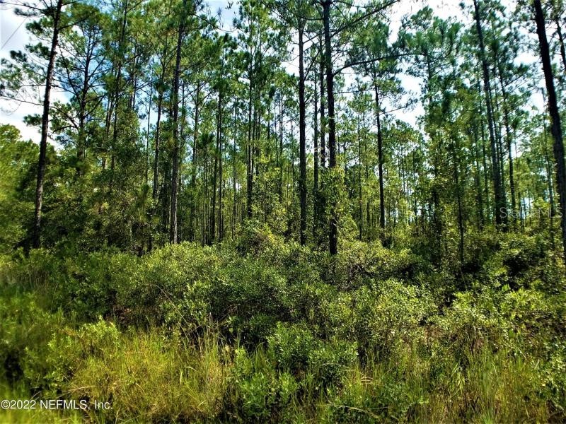 Jan Hastings FL 32145 OK222107 image1