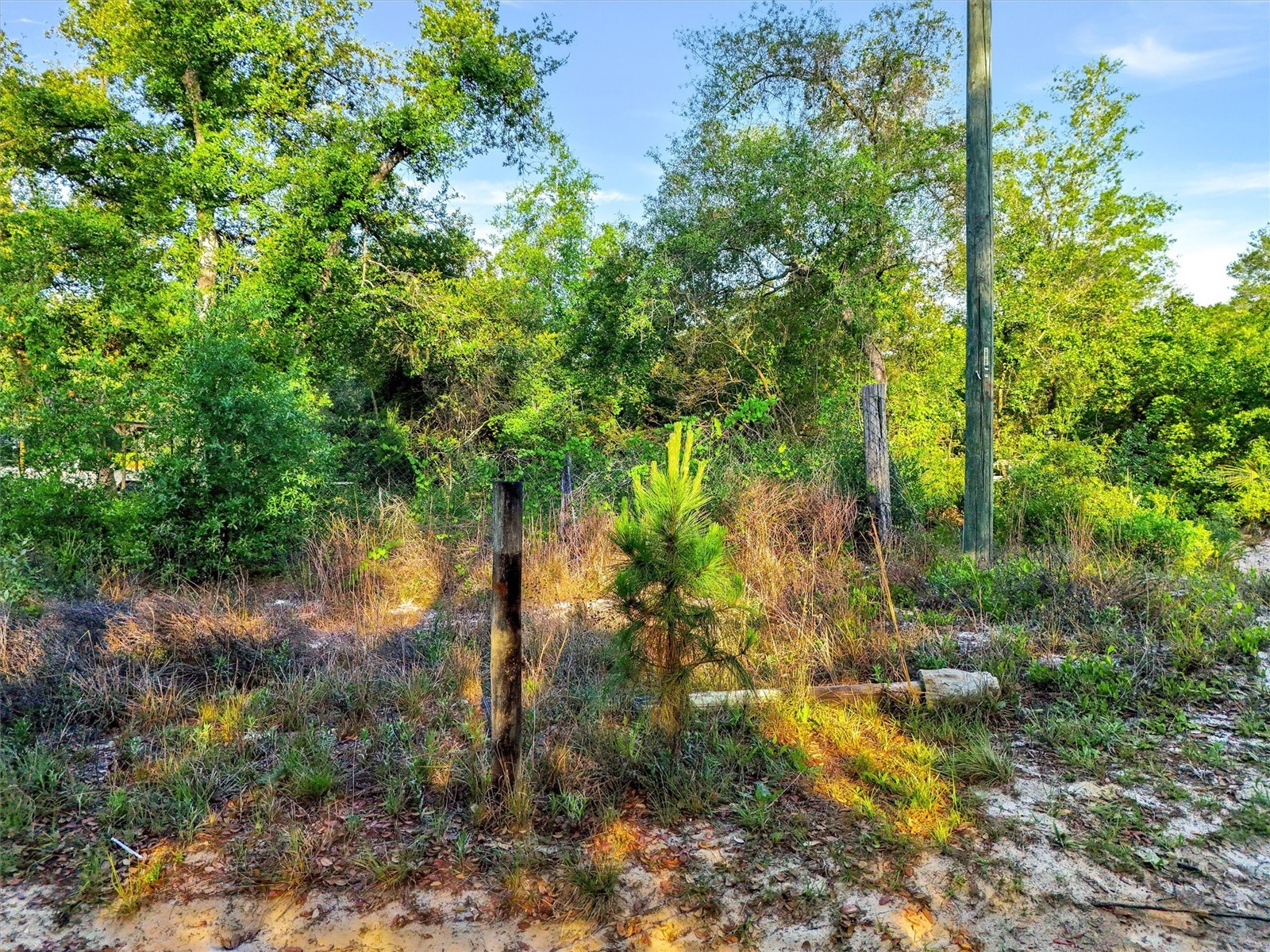 Jewell Drive Deland FL 32720 - Buck Lake O6406316 image3