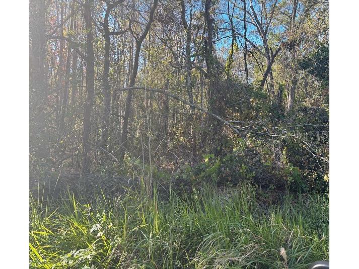0 Jungle Street New Port Richey FL 34654 TB8331586 image1