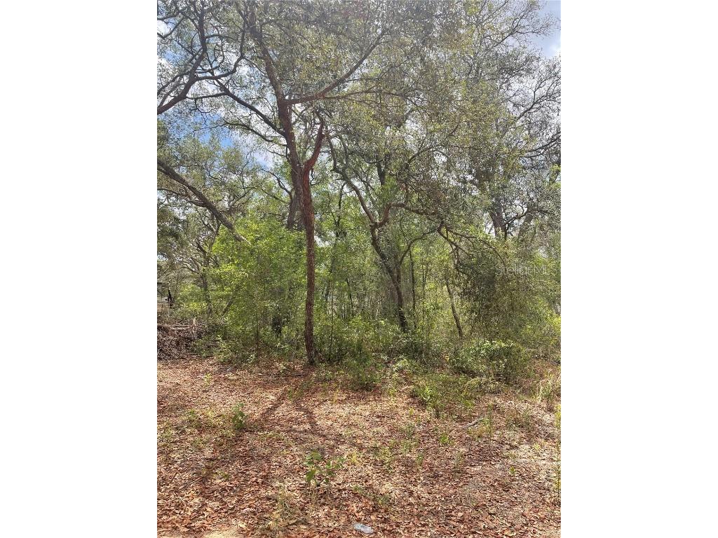 Juniper Street Lady Lake FL 32159 O6305976 image3