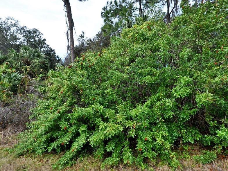 Kamain Road North Port FL 34288 O6231386 image2