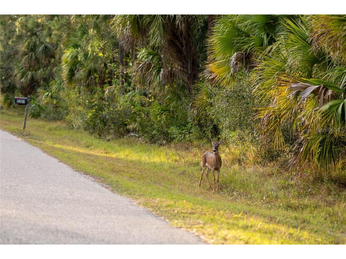 Kamsler Avenue North Port FL 34286 C7517843 image53