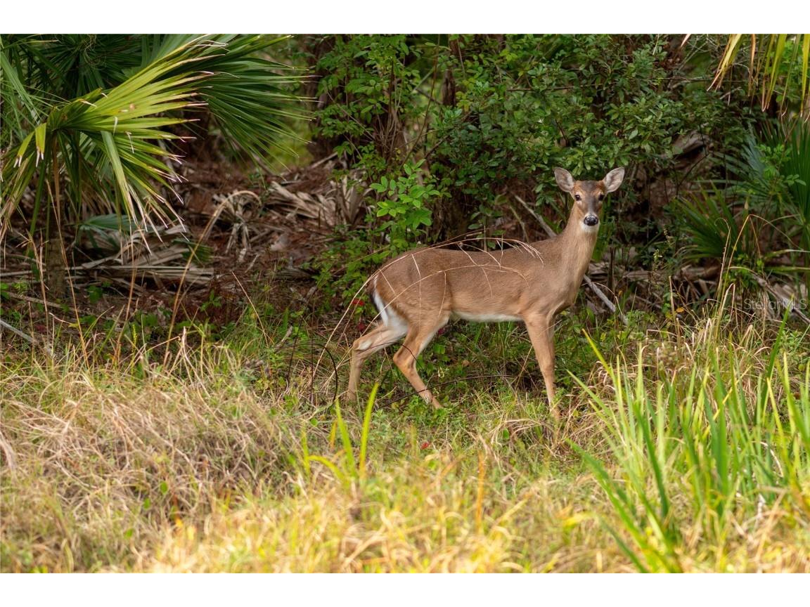 Kamsler Avenue North Port FL 34286 C7517843 image7