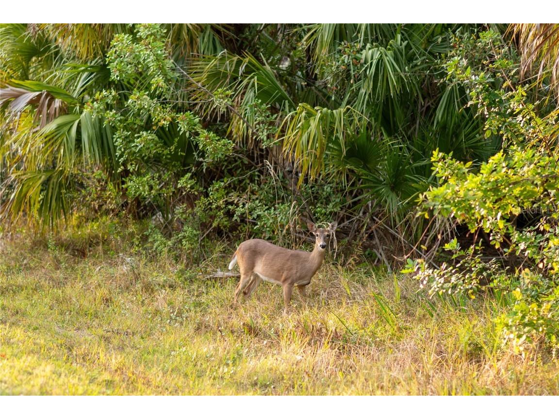 Kamsler Avenue North Port FL 34286 C7517848 image41