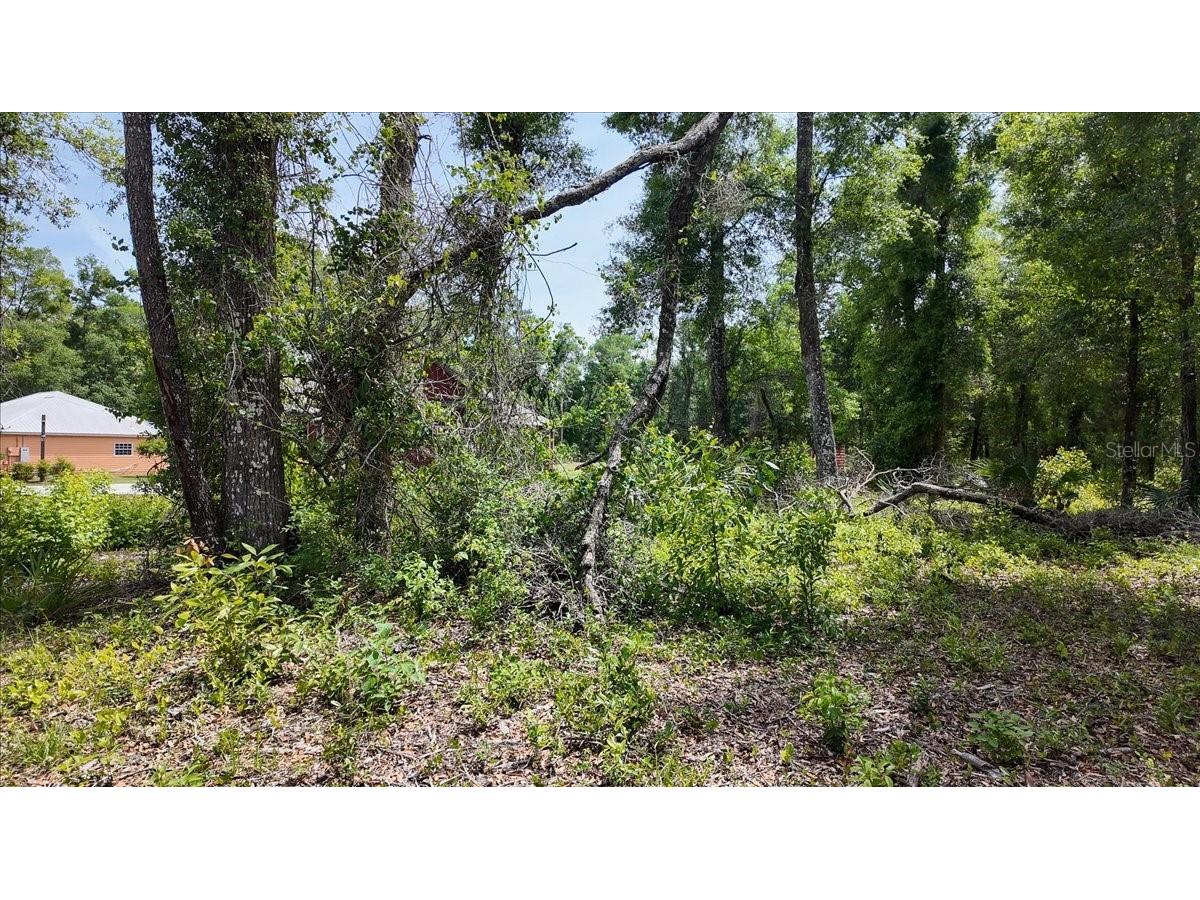 Katherine Way Fanning Springs FL 32693 W7886320 image7
