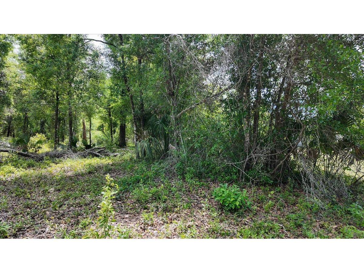 Katherine Way Fanning Springs FL 32693 W7886320 image8