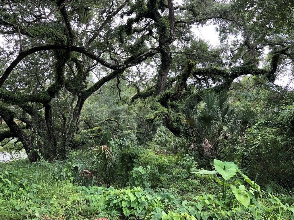 Kently New Port Richey FL 34654 W7847472 image1