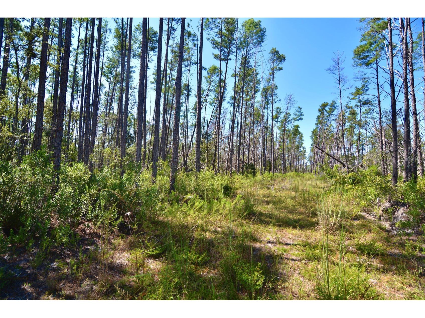 Key Deer Ct Perry FL 32348 OM724069 image24