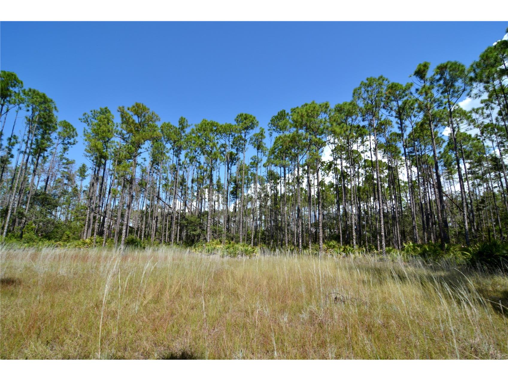 Key Deer Ct Perry FL 32348 OM724069 image5
