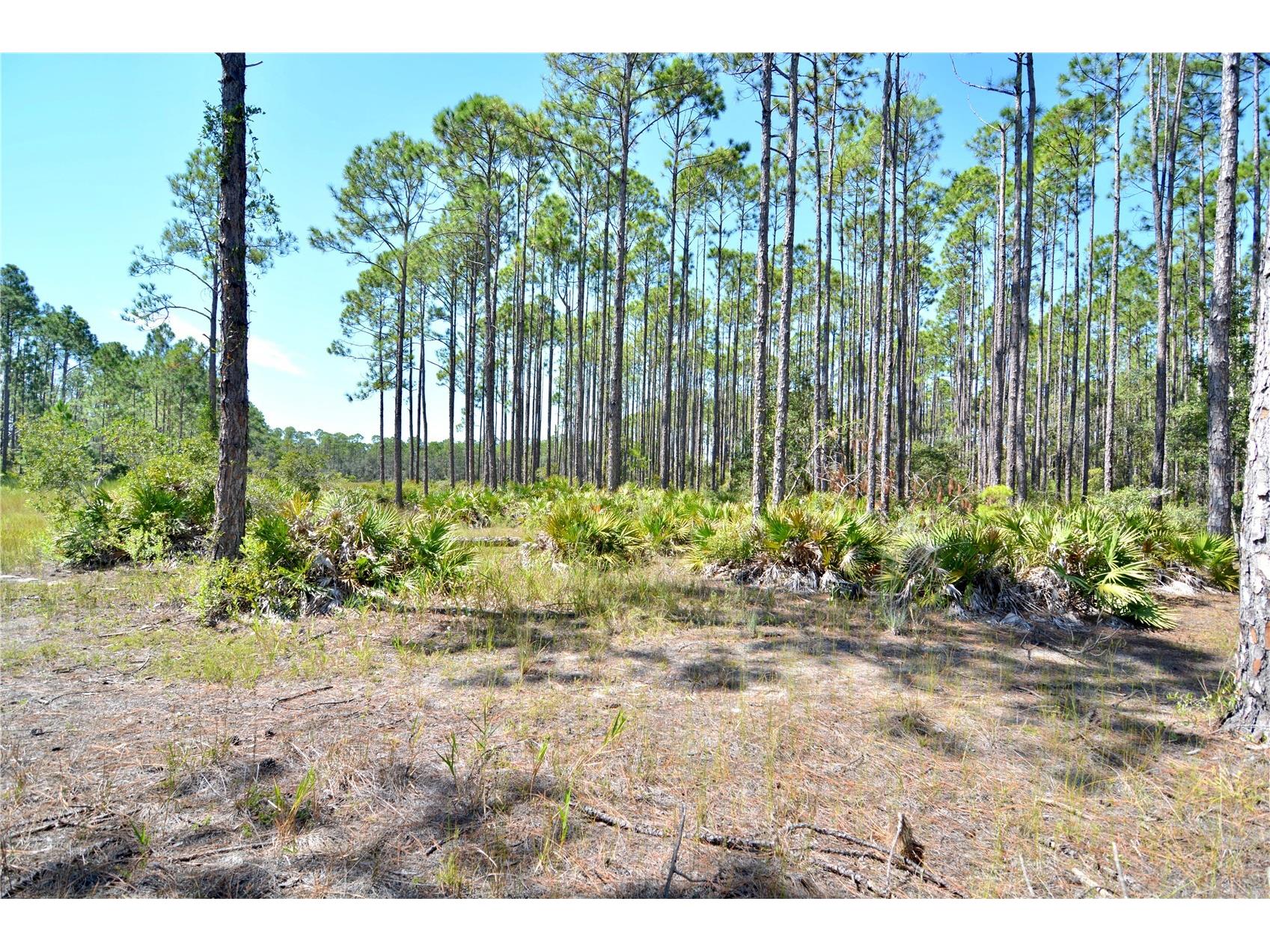 Key Deer Ct Perry FL 32348 OM724069 image6