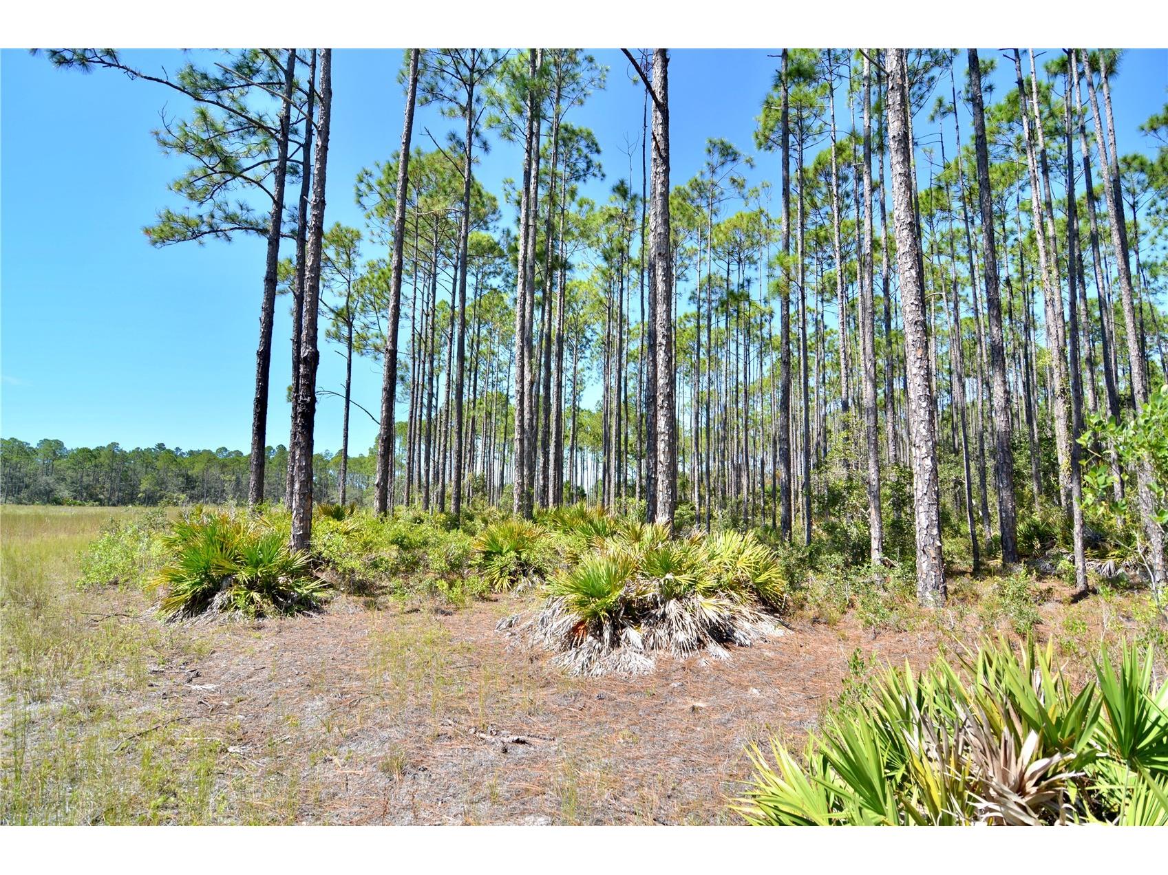 Key Deer Ct Perry FL 32348 OM724069 image7