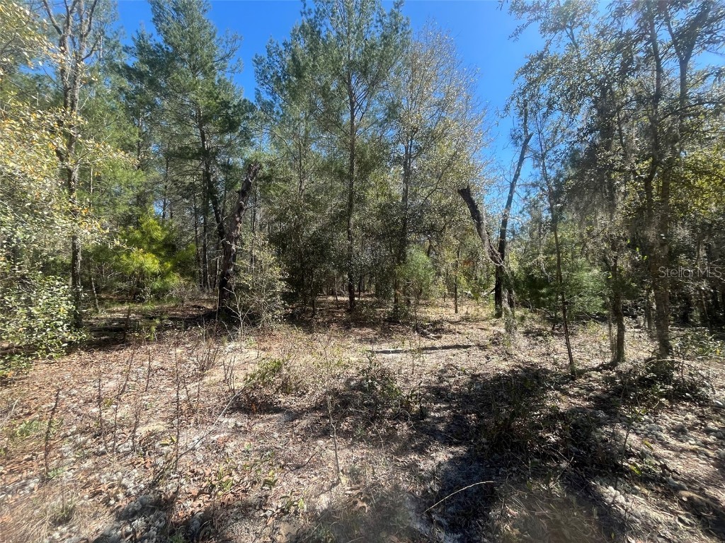 Kitty Interlachen FL 32148 OK225016 image2