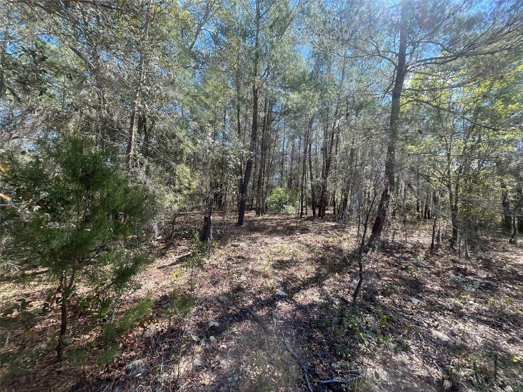 Kitty Interlachen FL 32148 OK225016 image3