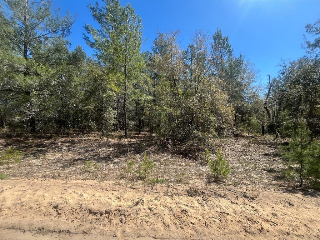 Kitty Interlachen FL 32148 OK225016 image6