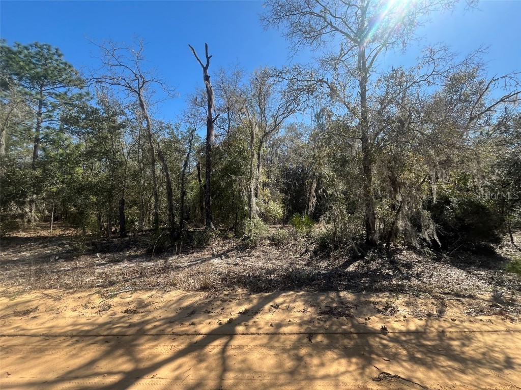 Kitty Interlachen FL 32148 OK225017 image1