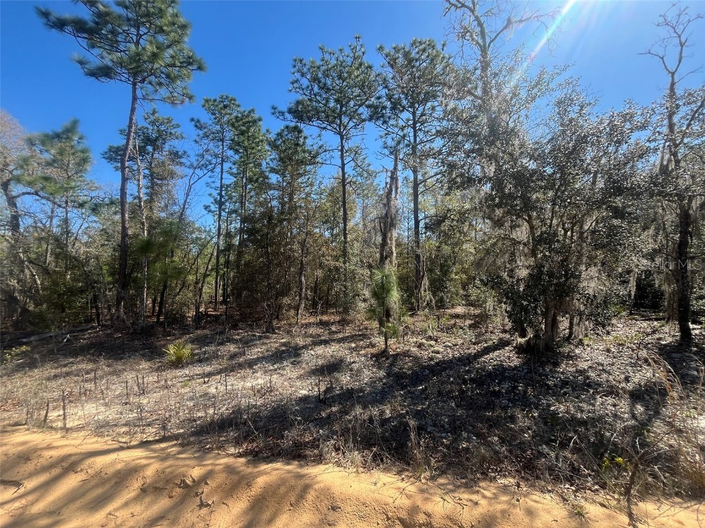 Kitty Interlachen FL 32148 OK225017 image4