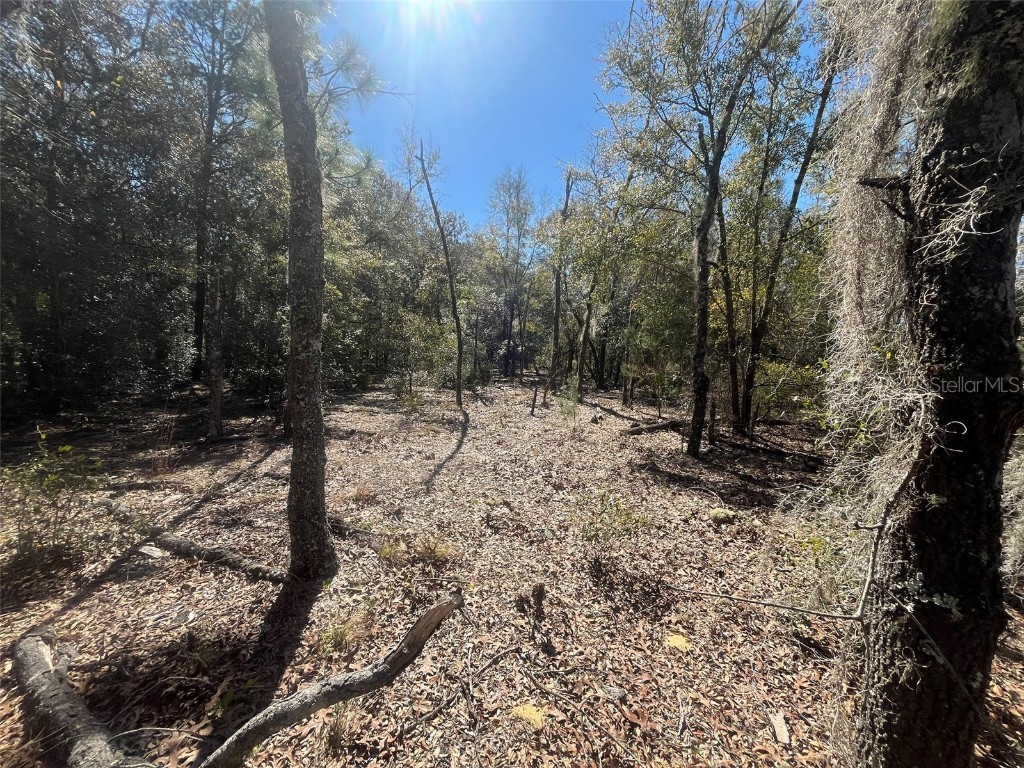 Kitty Interlachen FL 32148 OK225017 image5