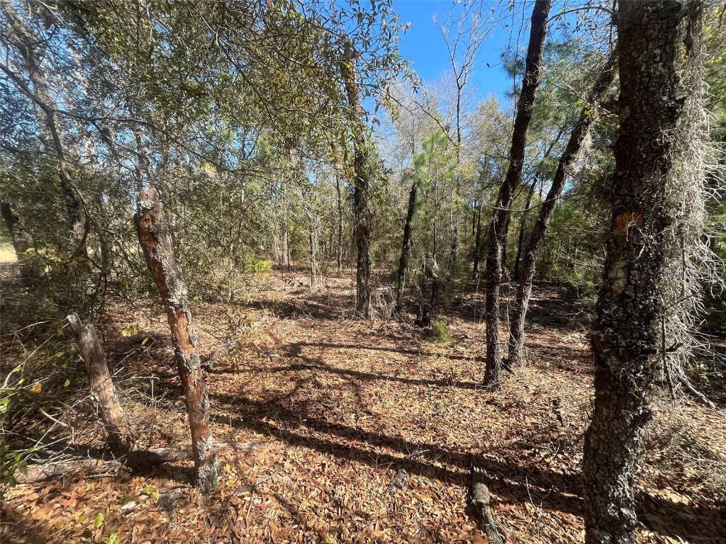 Kitty Interlachen FL 32148 OK225017 image6