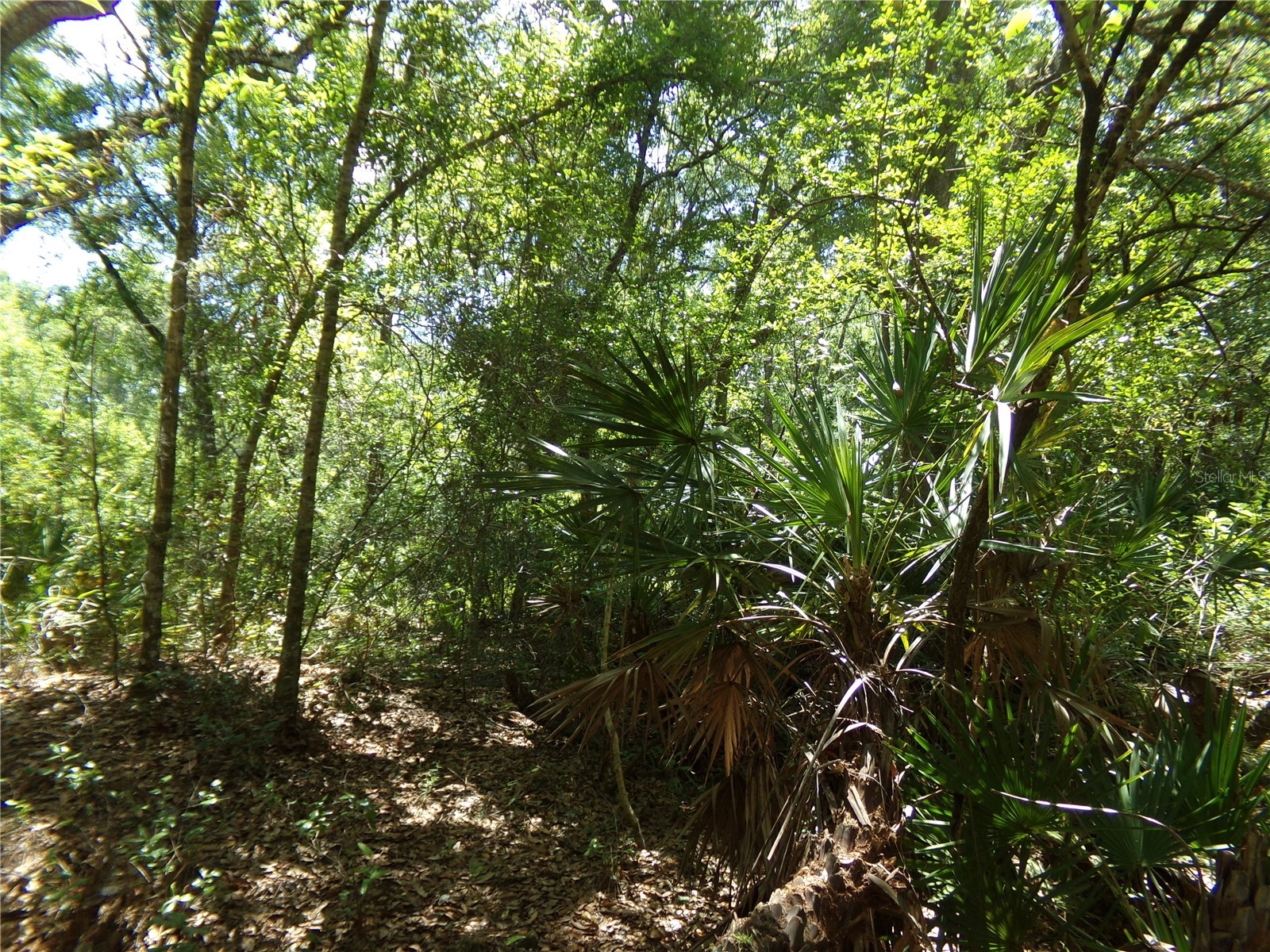 Knoxville Drive Webster FL 33597 W7885155 image2