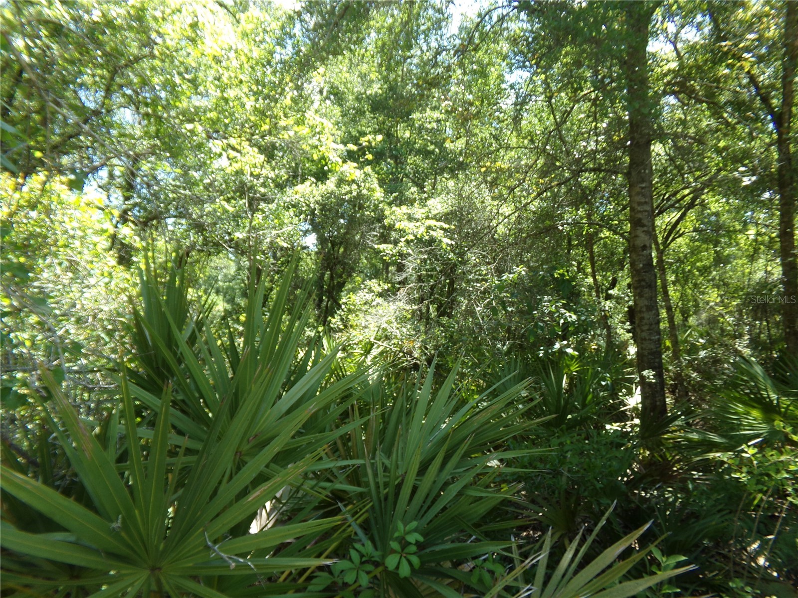 Knoxville Drive Webster FL 33597 W7885156 image2