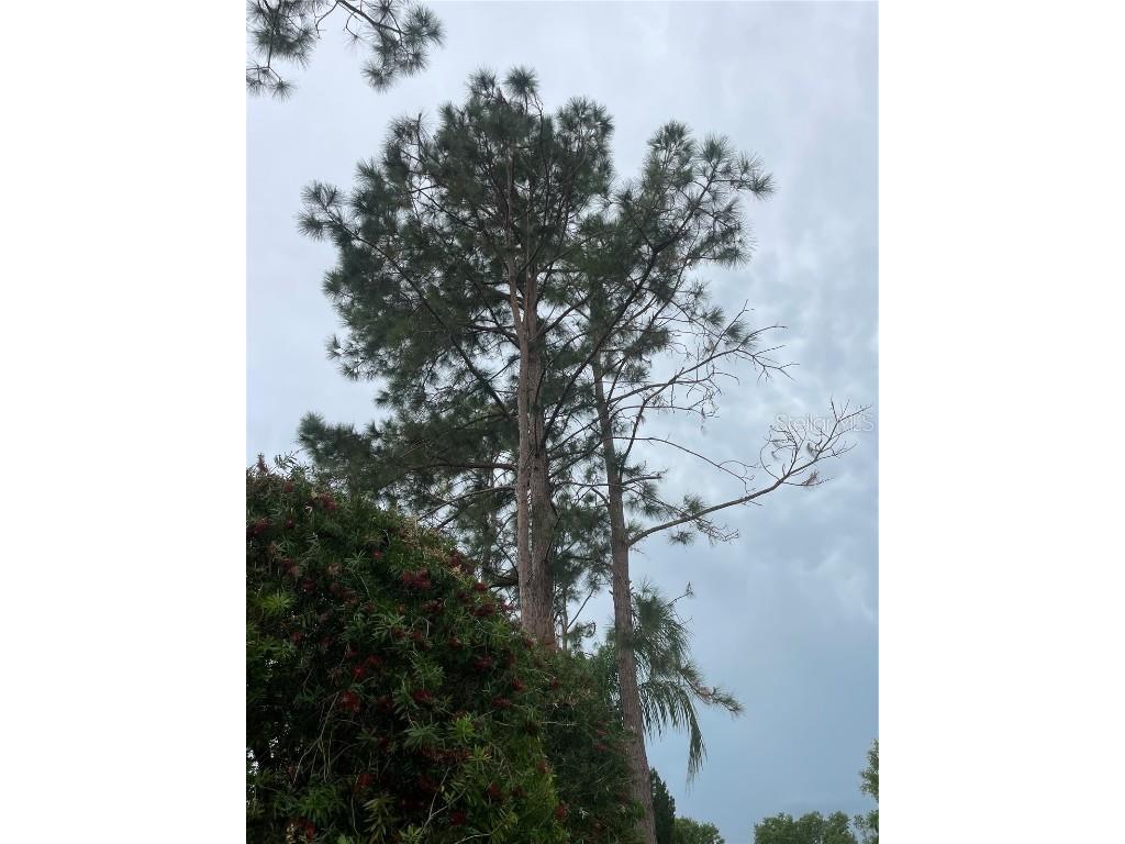 Lake Denise Boulevard Clermont FL 34711 O6294061 image12