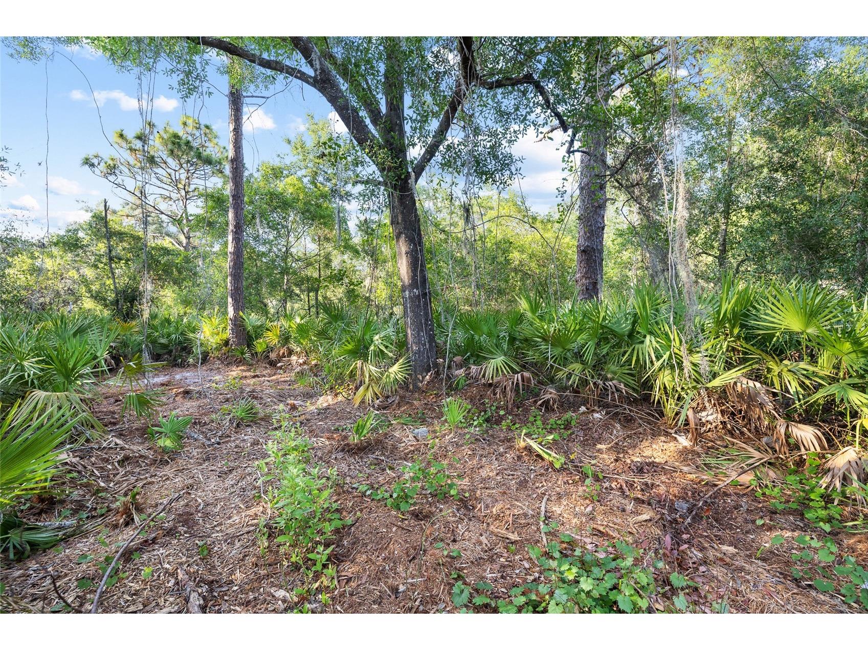 Lake Le Clare Road Lutz FL 33558 TB8519927 image17
