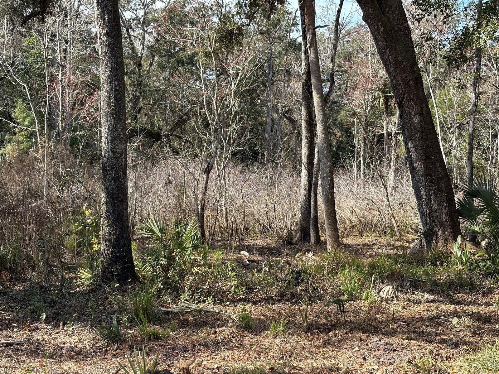 Lake Lindsey Road Brooksville FL 34601 TB8351684 image5