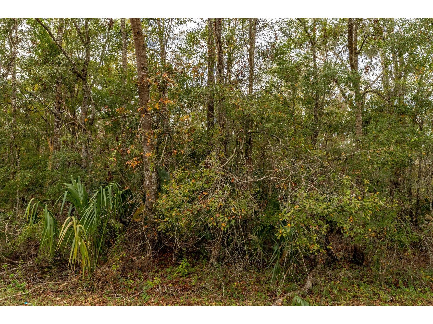 Lake Lindsey Tract 2 Road Brooksville FL 34601 W7884394 image4