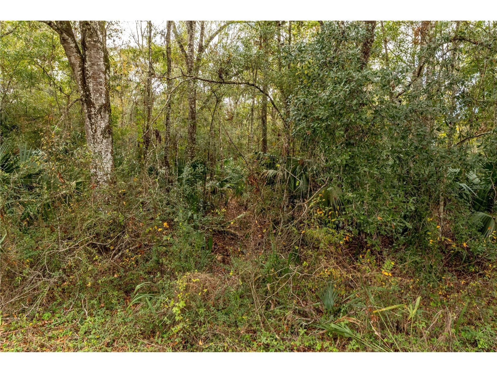 Lake Lindsey Tract 2 Road Brooksville FL 34601 W7884394 image5