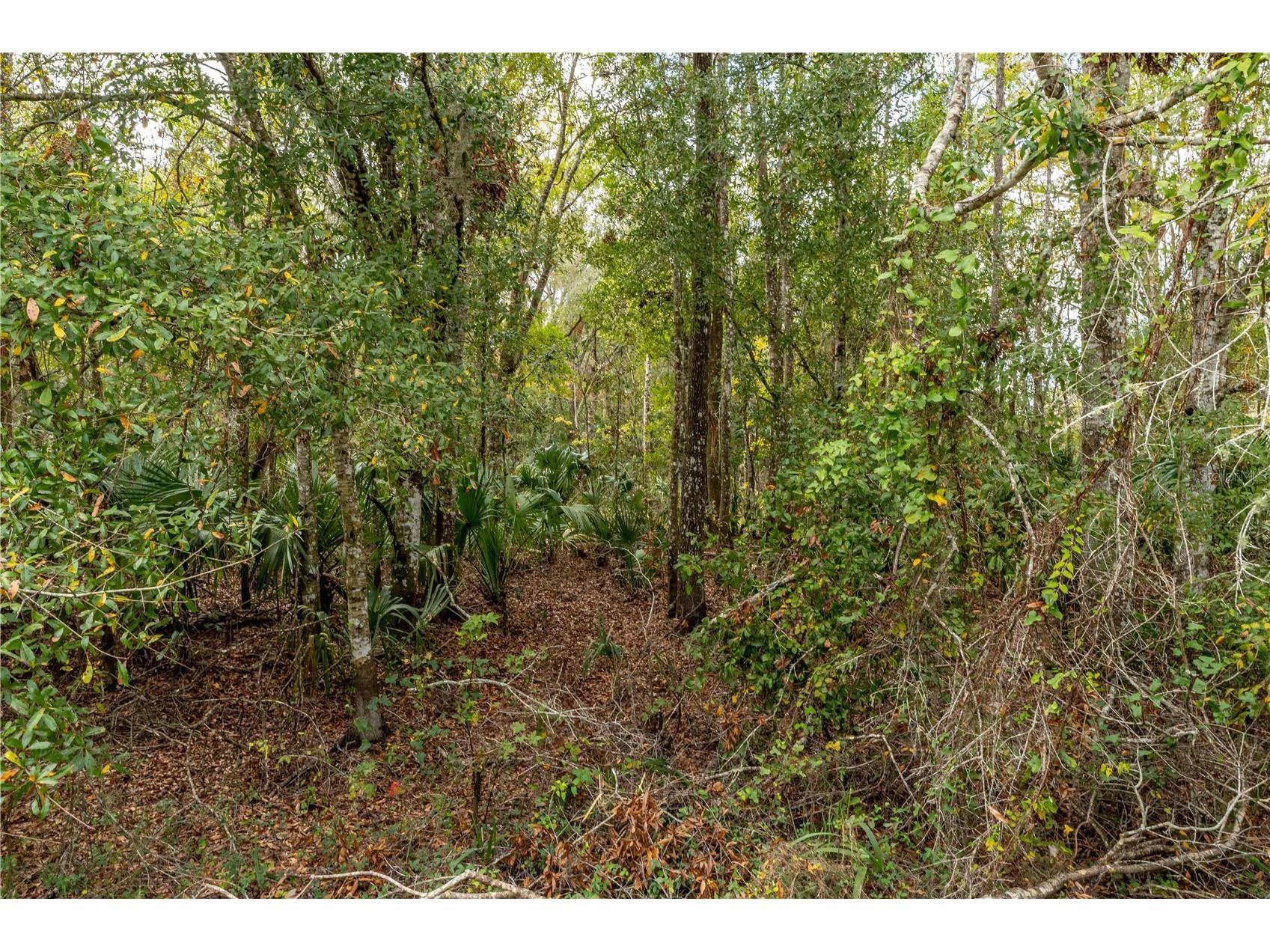 Lake Lindsey Tract 2 Road Brooksville FL 34601 W7884394 image6