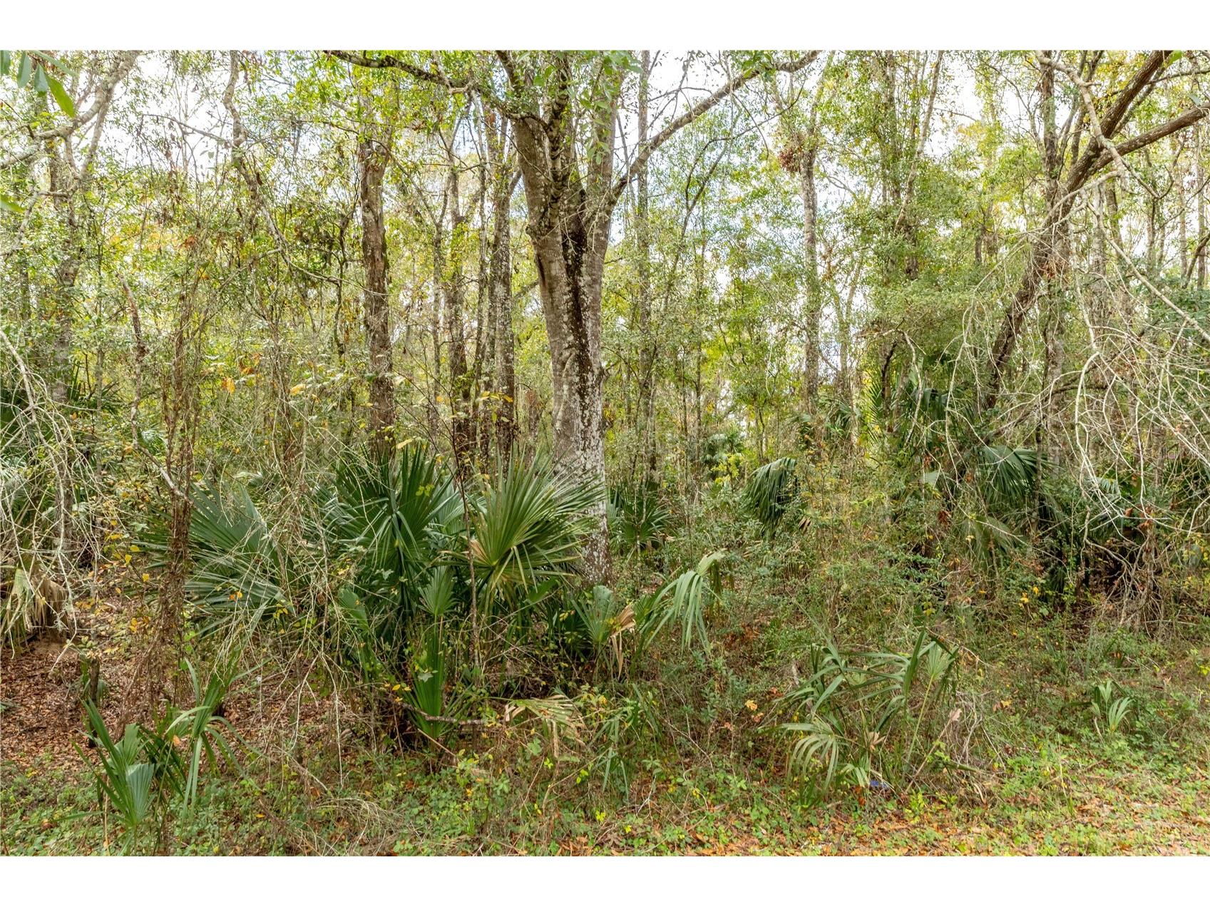 Lake Lindsey Tract 2 Road Brooksville FL 34601 W7884394 image7