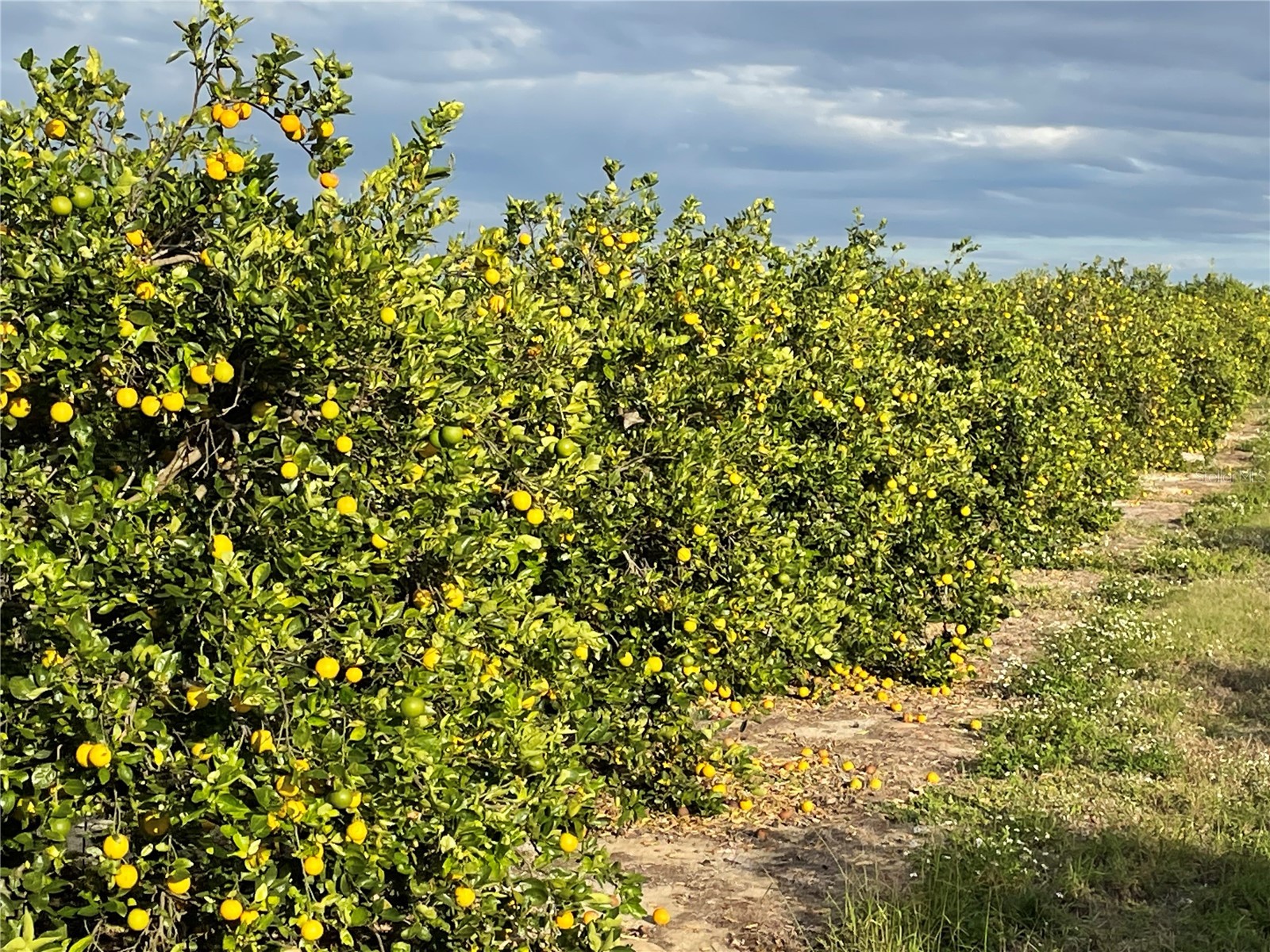 Lawrence Stewart Road Frostproof FL 33843 K4901875 image10