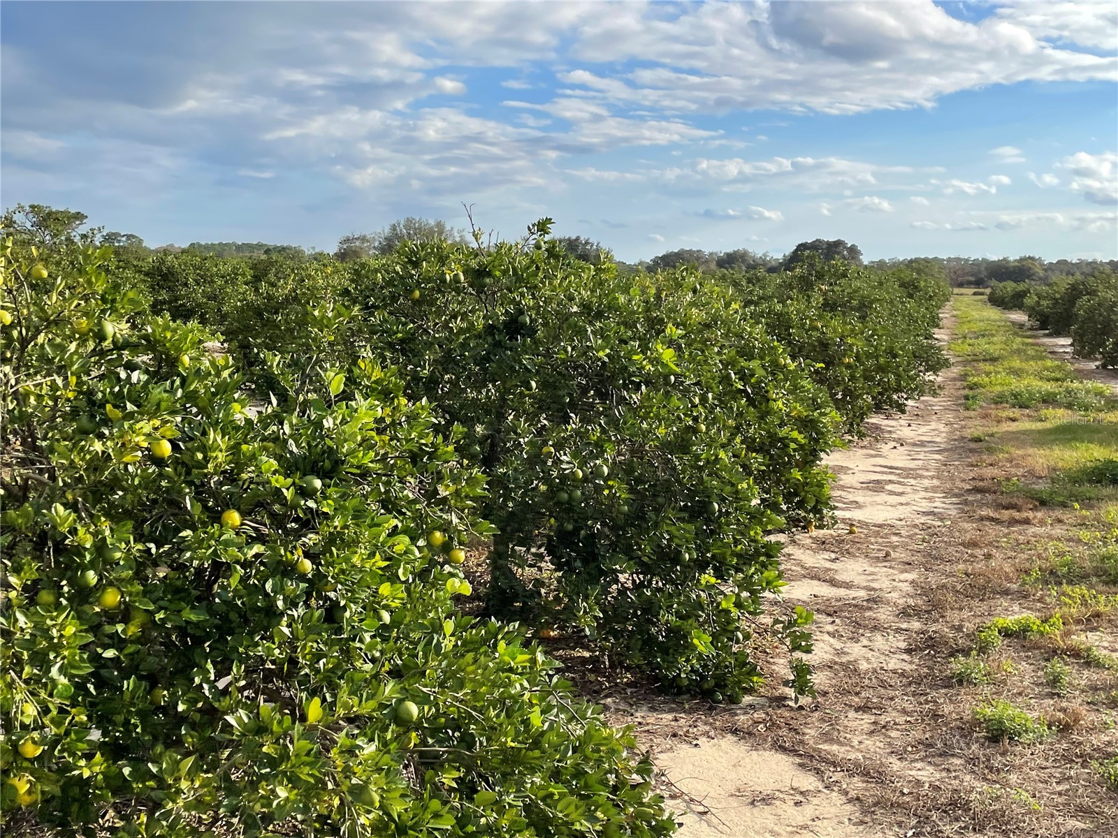 Lawrence Stewart Road Frostproof FL 33843 K4901875 image7