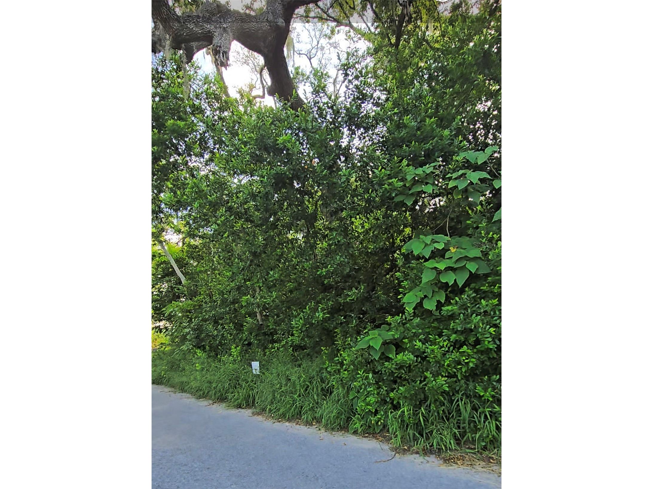 Lenox Drive New Port Richey FL 34653 TB8414110 image3