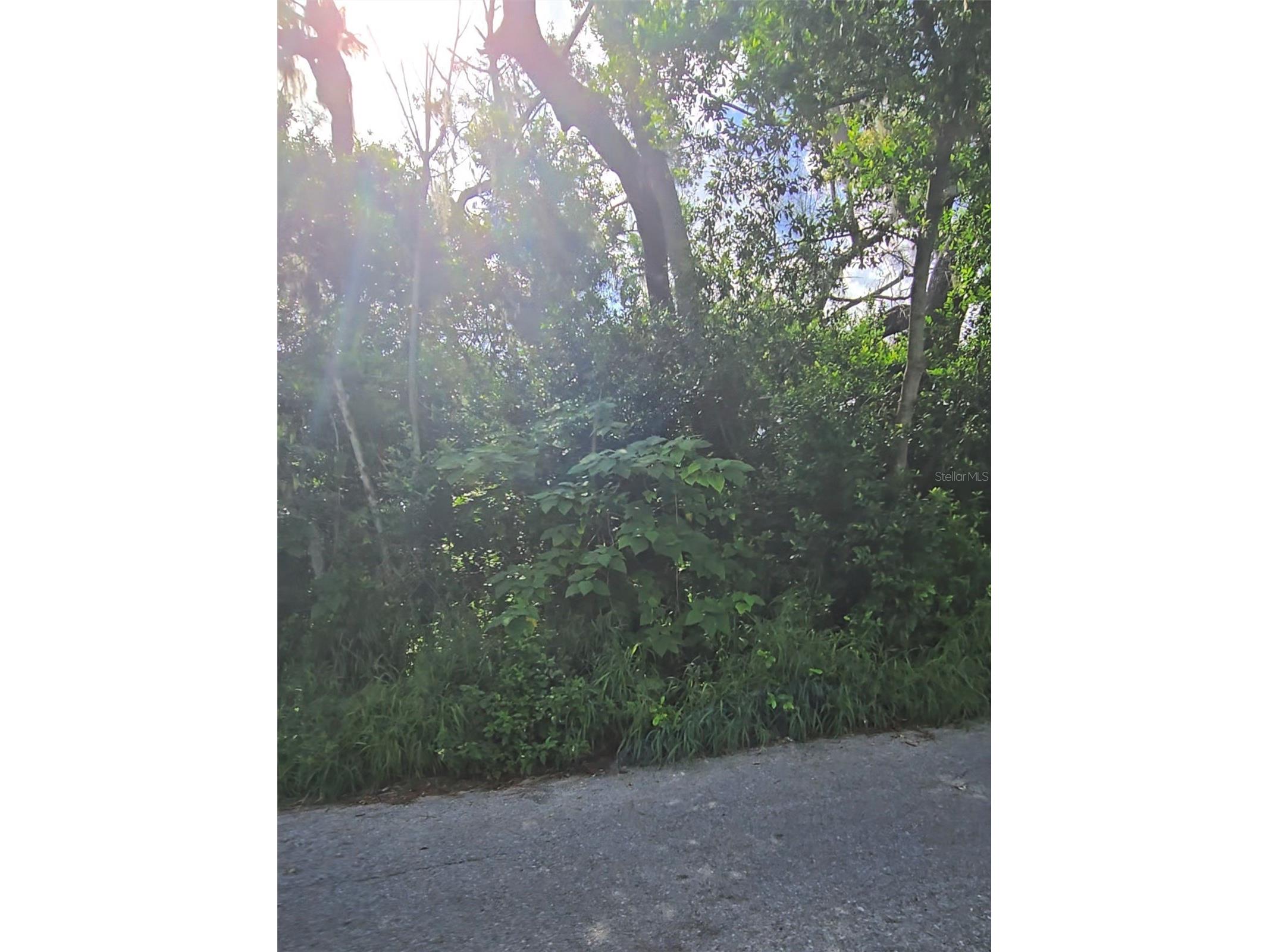 Lenox Drive New Port Richey FL 34653 TB8414110 image4