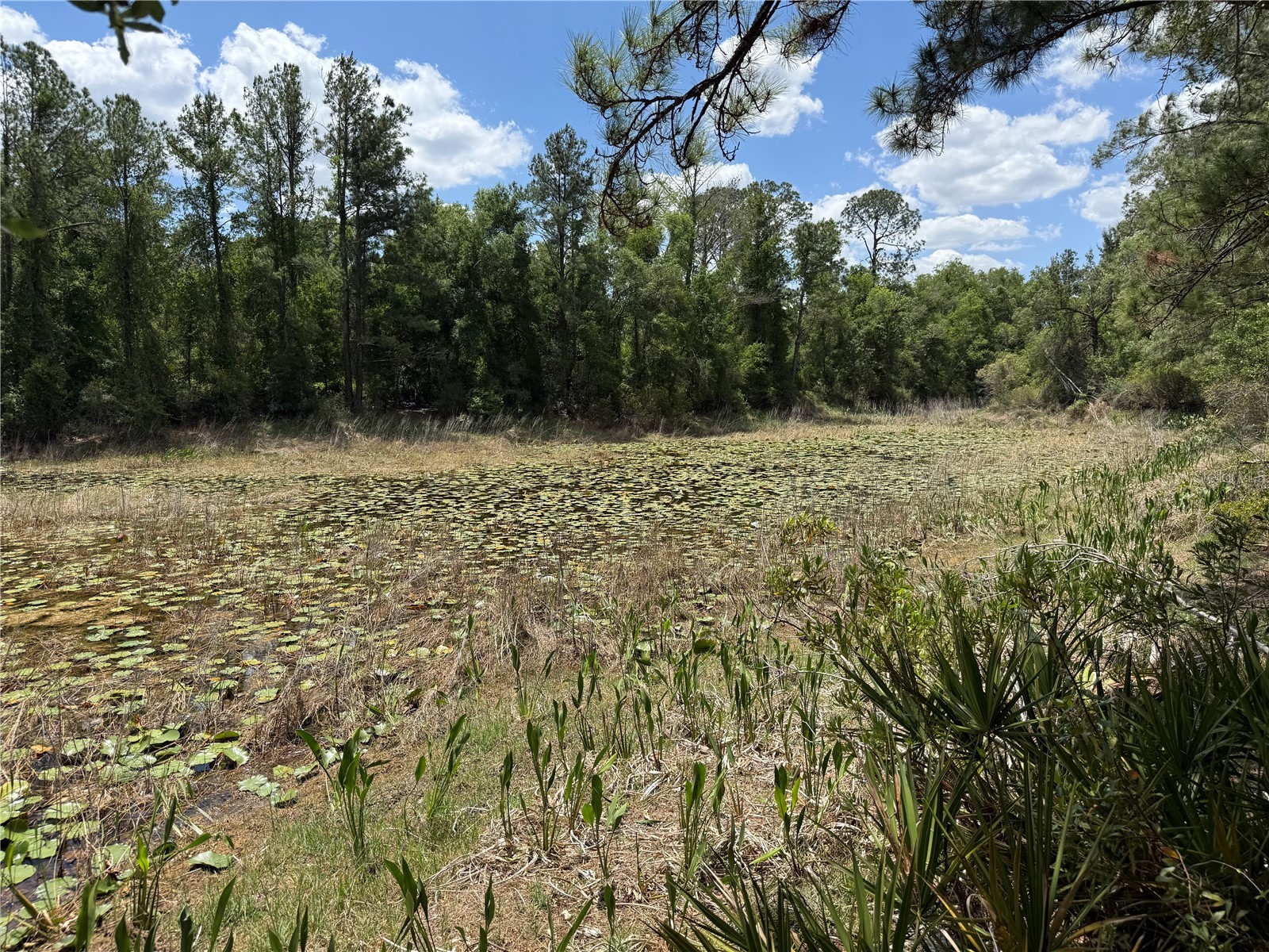 Lewis Lane Webster FL 33597 W7885544 image10