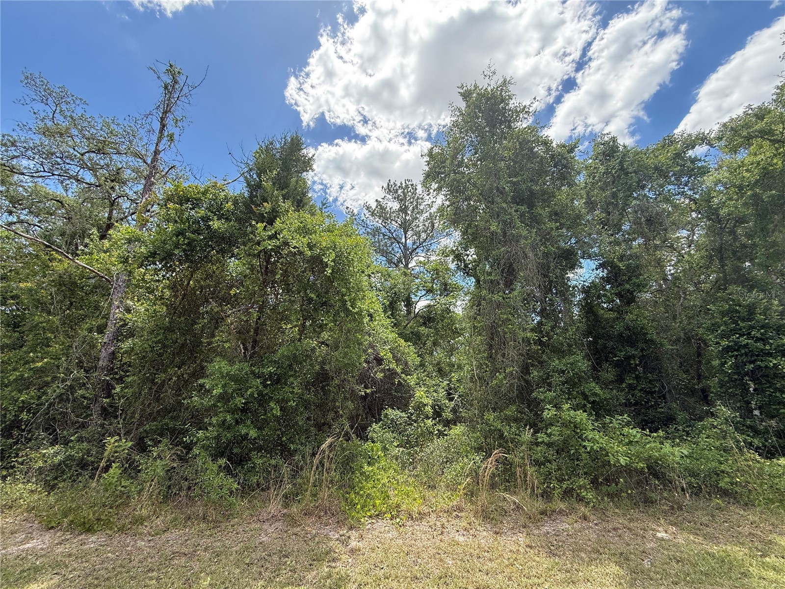 Lewis Lane Webster FL 33597 W7885544 image12