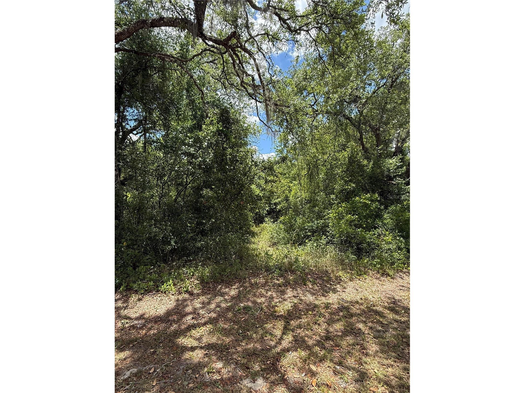 Lewis Lane Webster FL 33597 W7885544 image13