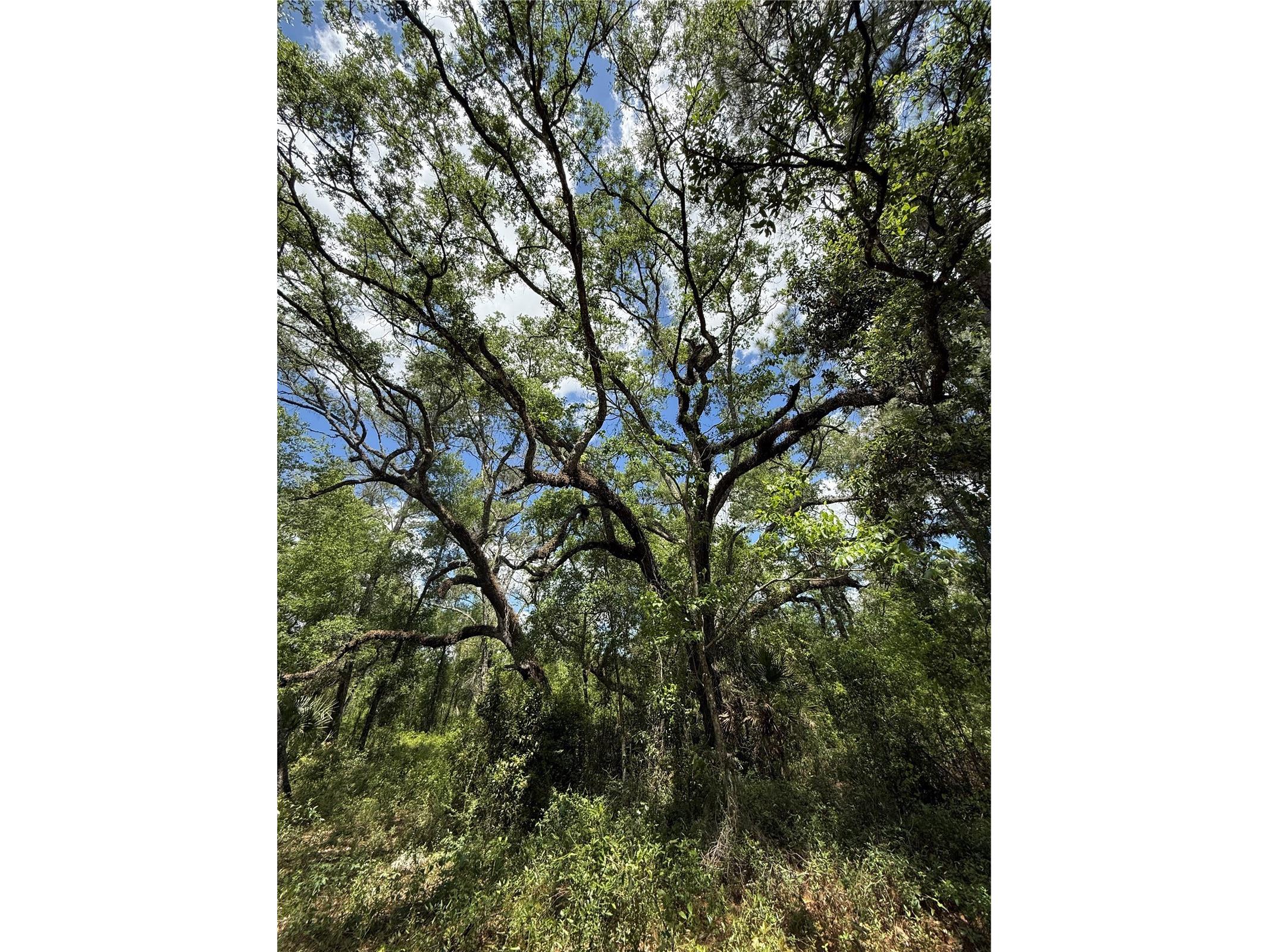 Lewis Lane Webster FL 33597 W7885544 image2