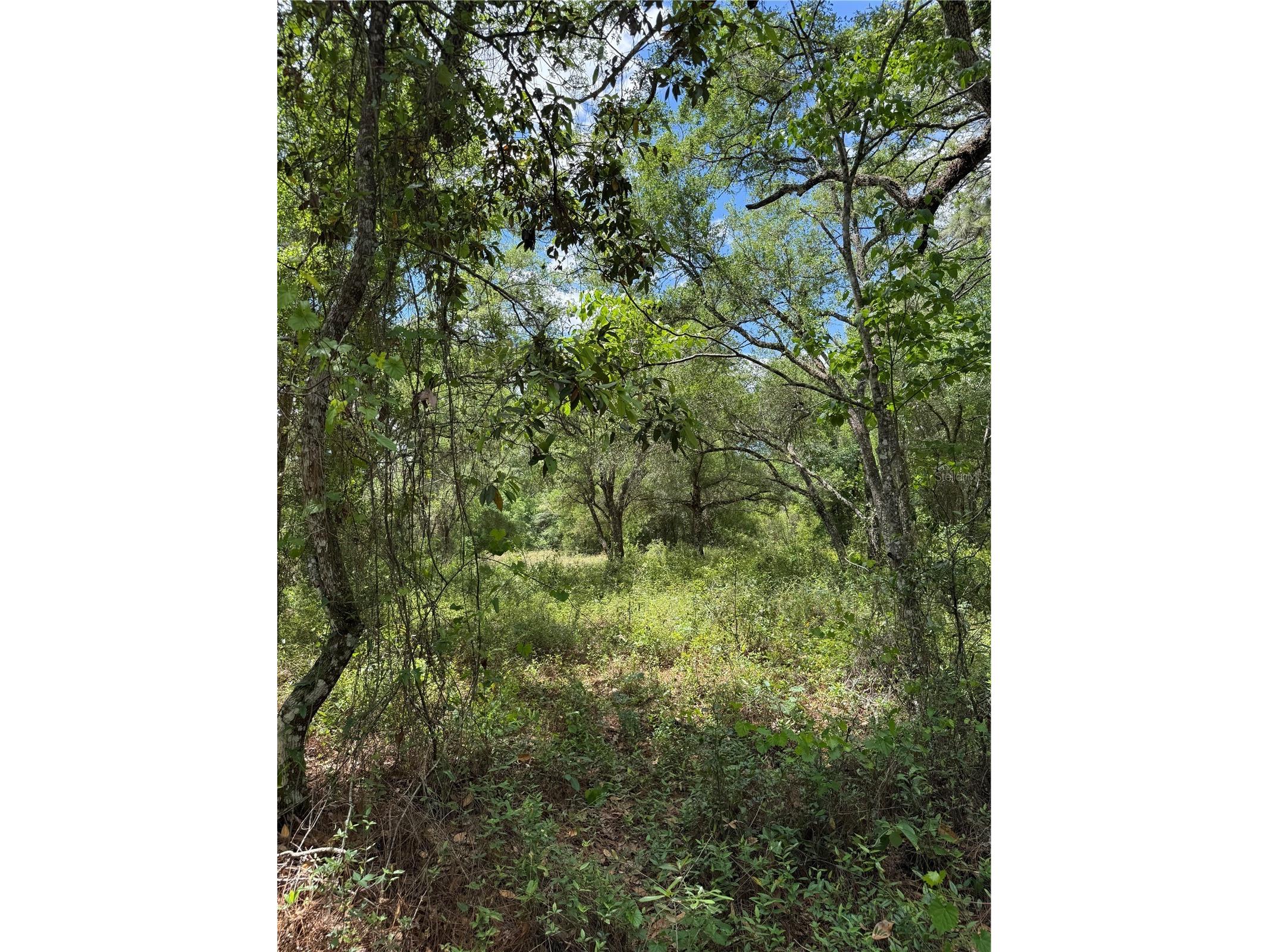 Lewis Lane Webster FL 33597 W7885544 image5