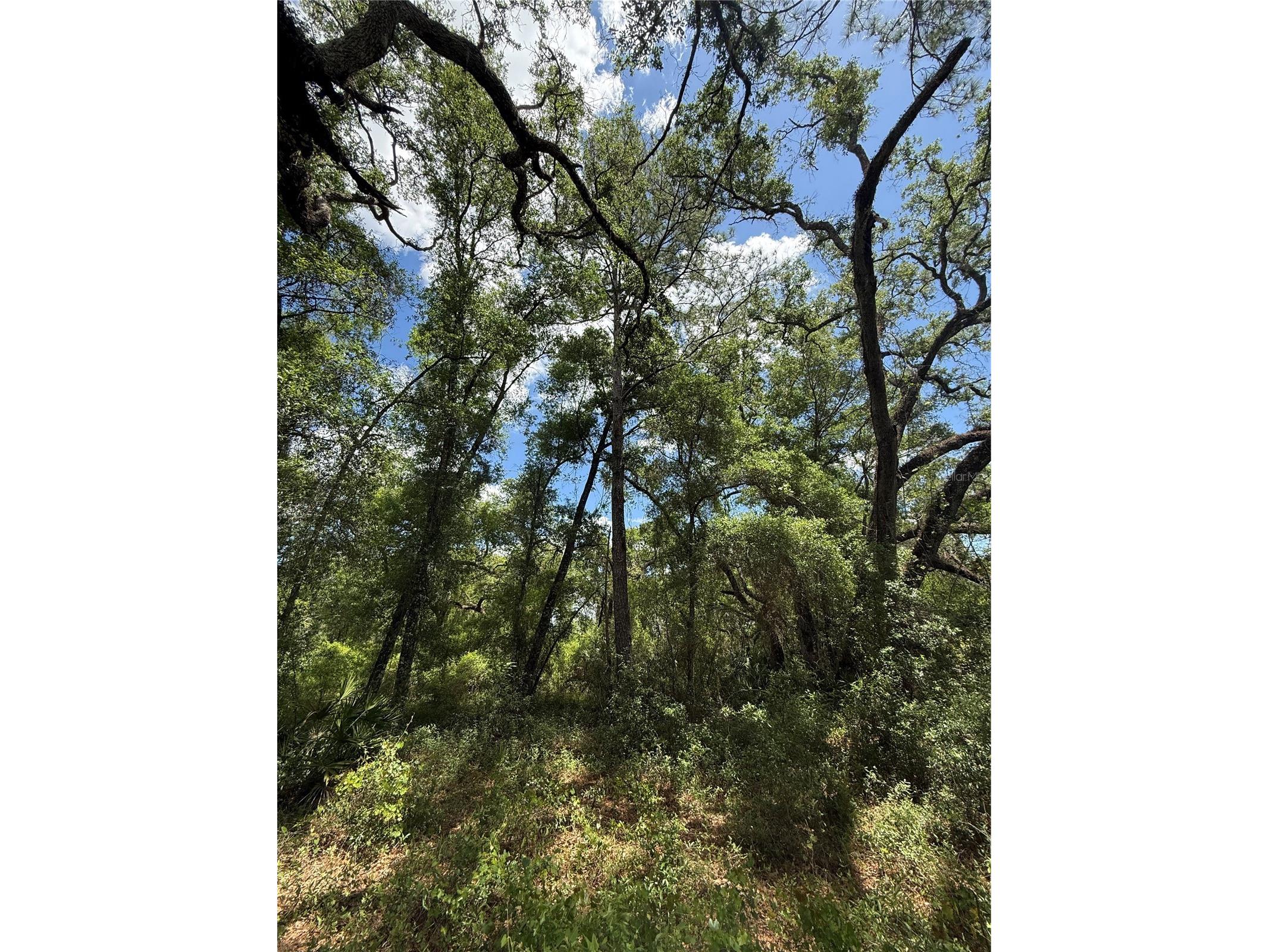 Lewis Lane Webster FL 33597 W7885544 image6