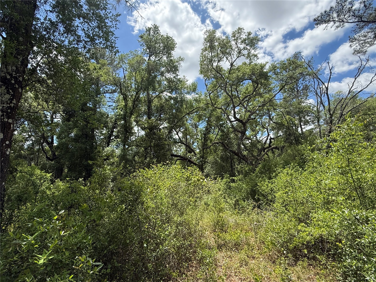 Lewis Lane Webster FL 33597 W7885544 image8