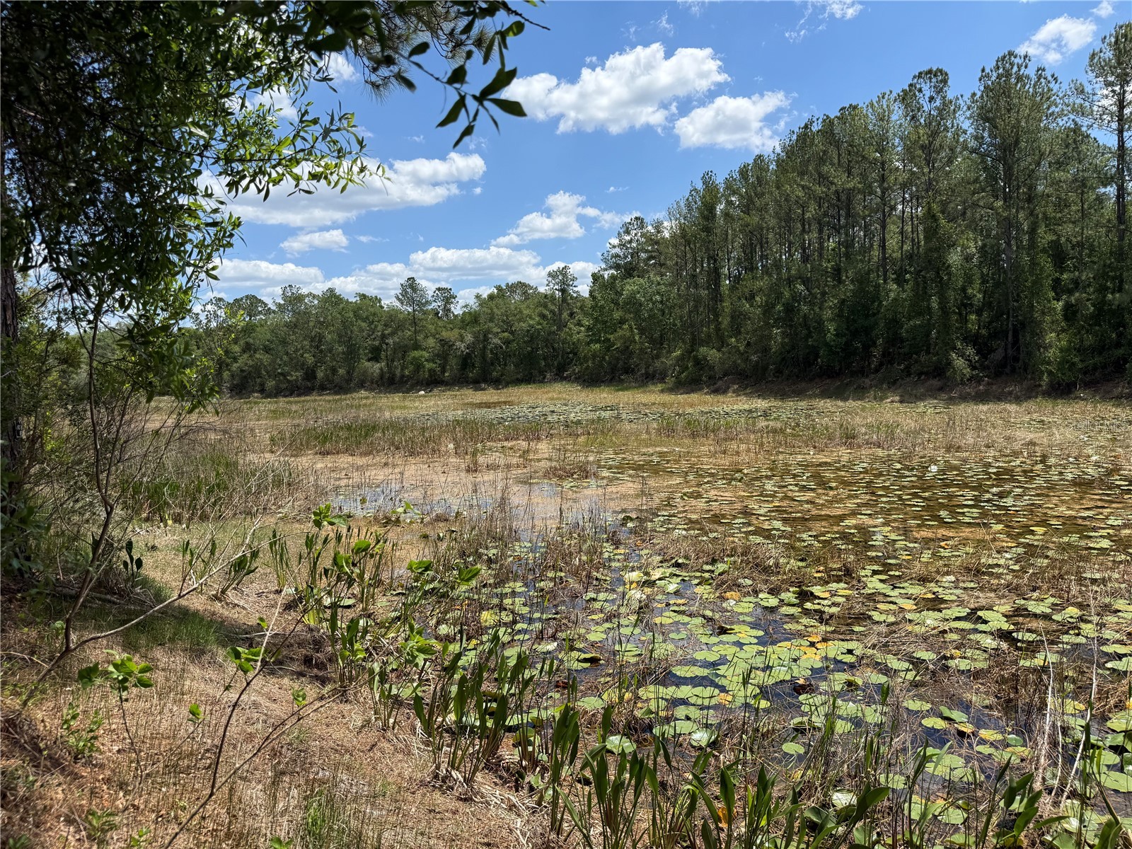 Lewis Lane Webster FL 33597 W7885544 image9