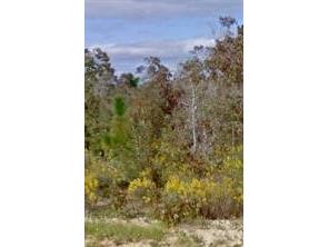 Lightwood Drive Chipley FL 32428 O5956317 image1