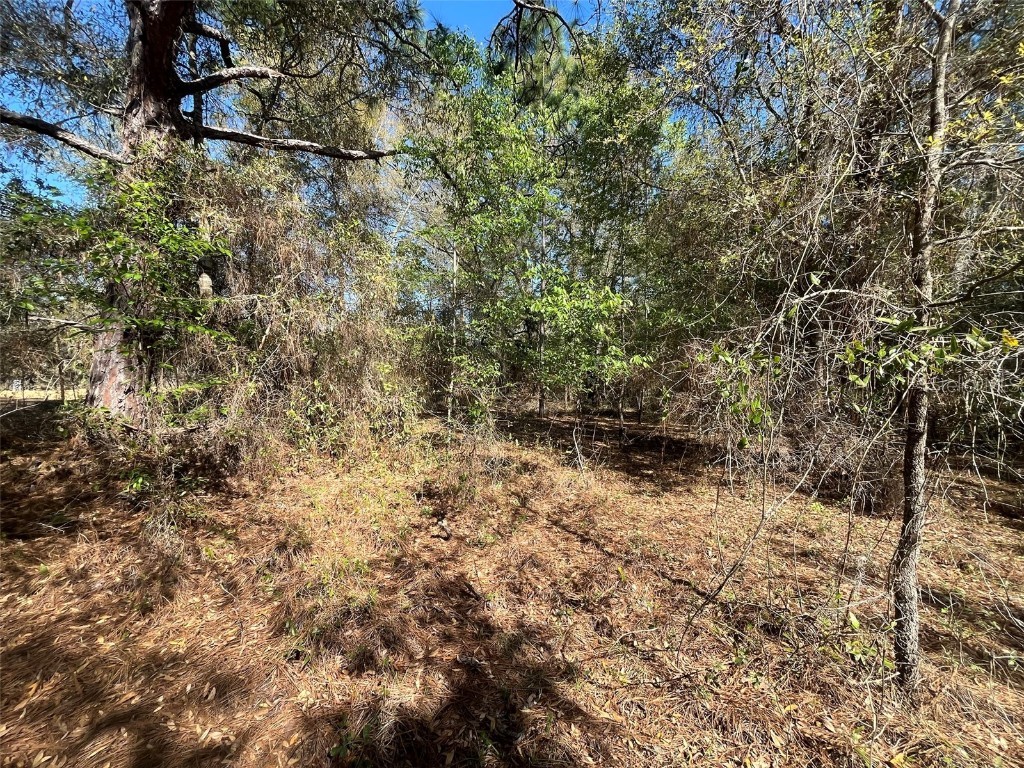 Lily Drive Interlachen FL 32148 OK224984 image1