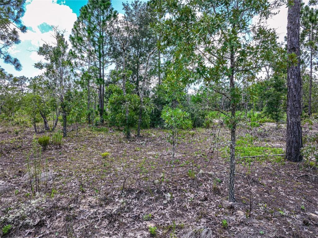 Lime Way Interlachen FL 32148 OM699693 image6